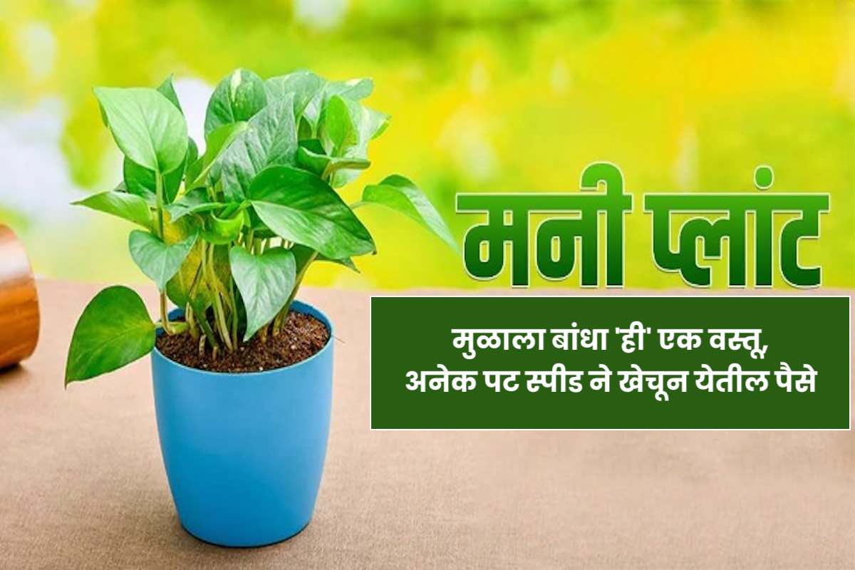 Money Plant Remedies in Marathi