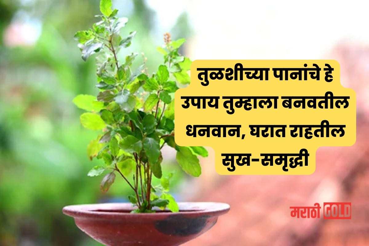 Tulsi upay Remedies For Good Luck