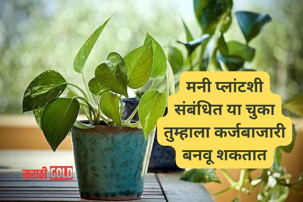 Vastu Tips about money plant