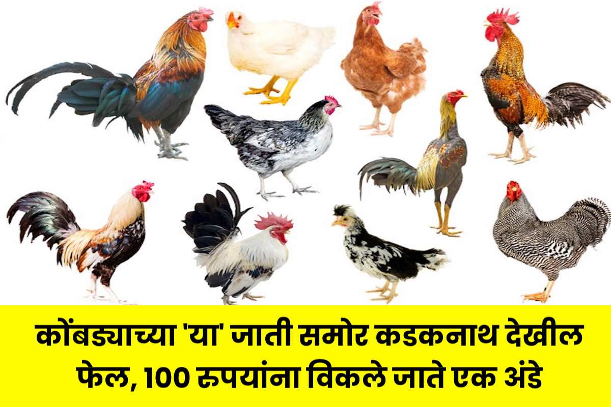 Asil chicken poultry farming