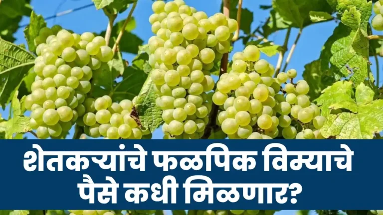 crop insurance details