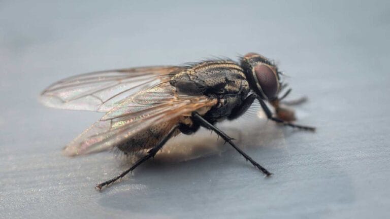 Home Remedies To Get Rid of House Flies