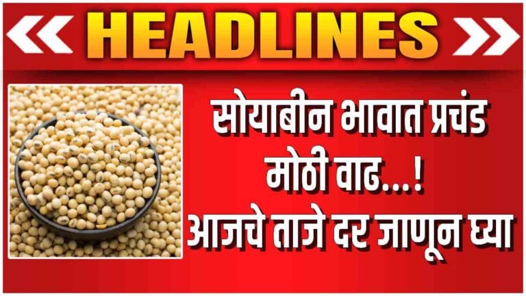 Maharashtra Soybean Rates