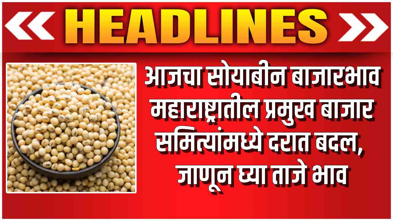 Soybean Market Rate Today