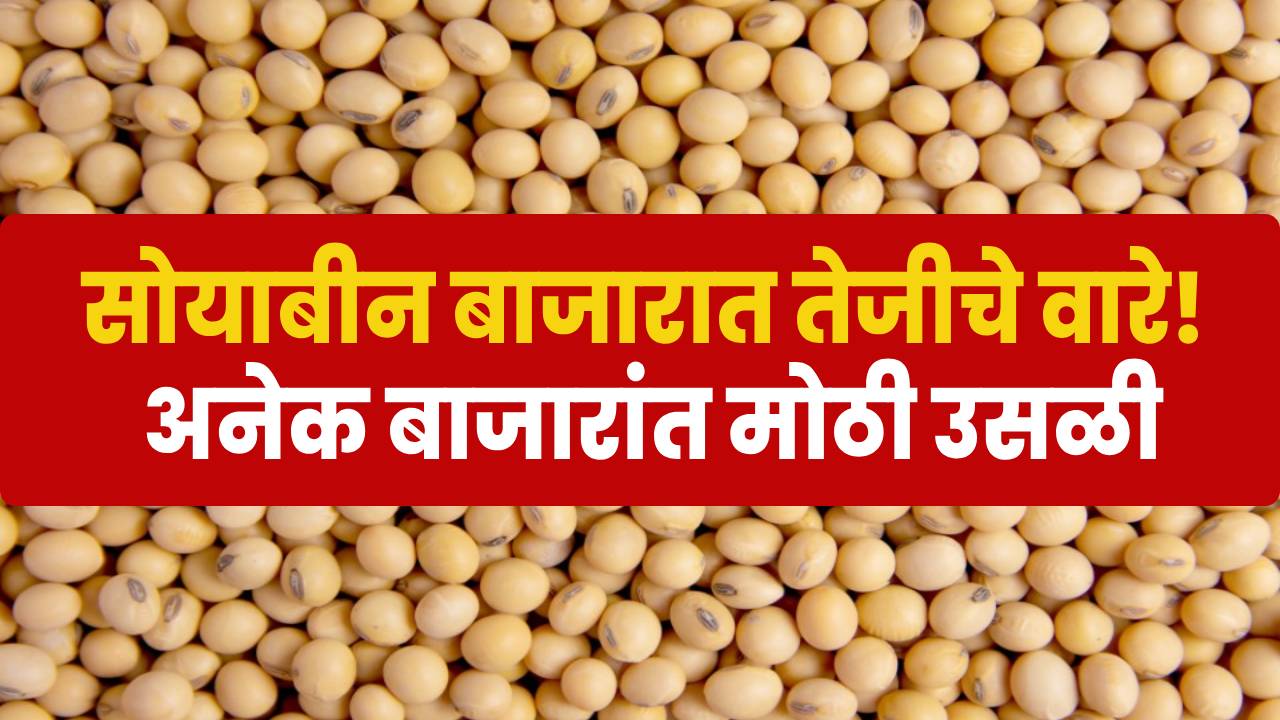 सोयाबीनचा ताजा बाजारभाव