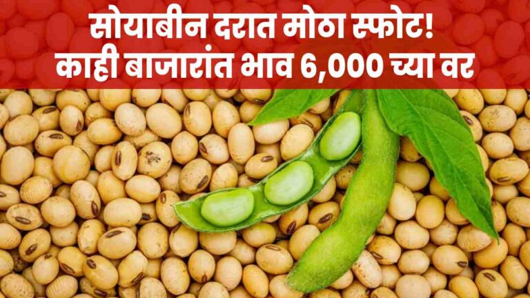 soybean rates in maharashtra