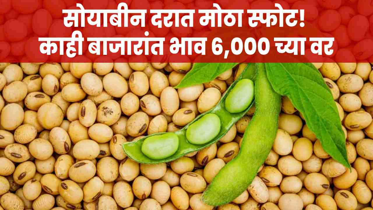 soybean rates in maharashtra
